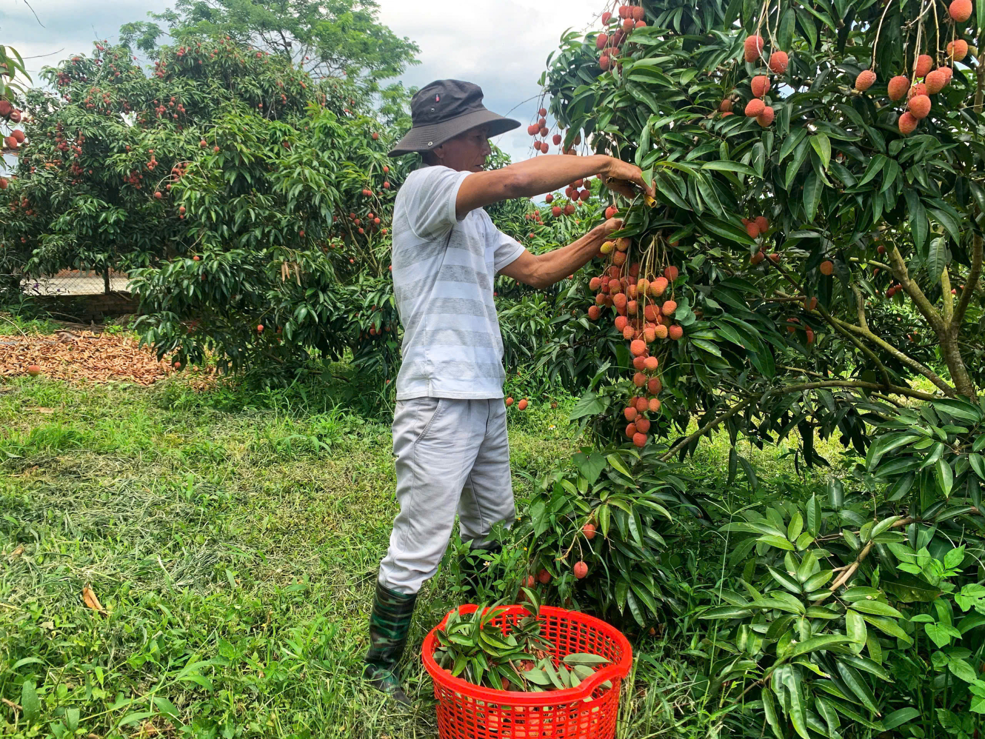 Building high-quality fruit growing areas